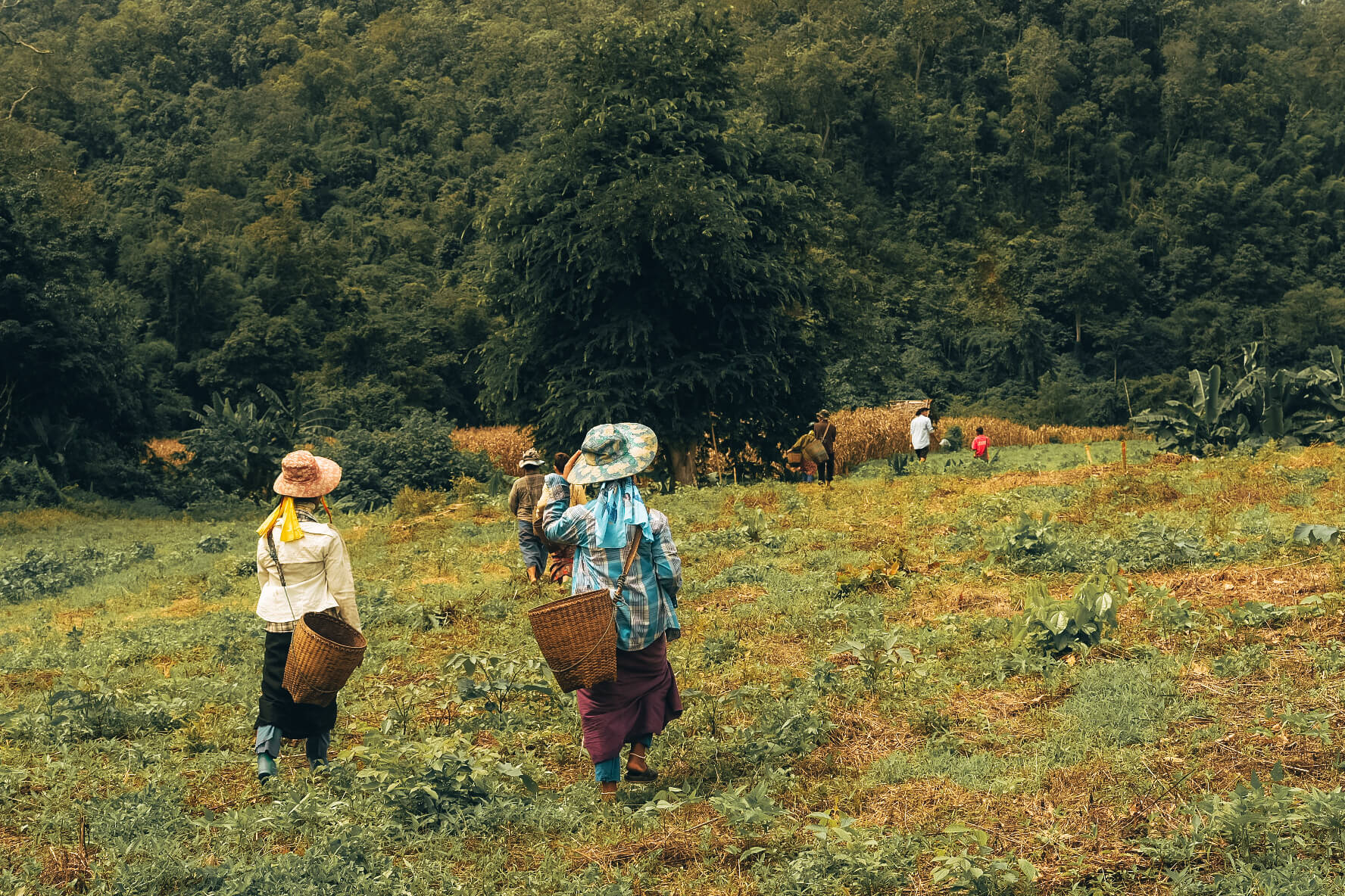 Villagers_out_working_on_the_land_in_Huay_Pu_Keng